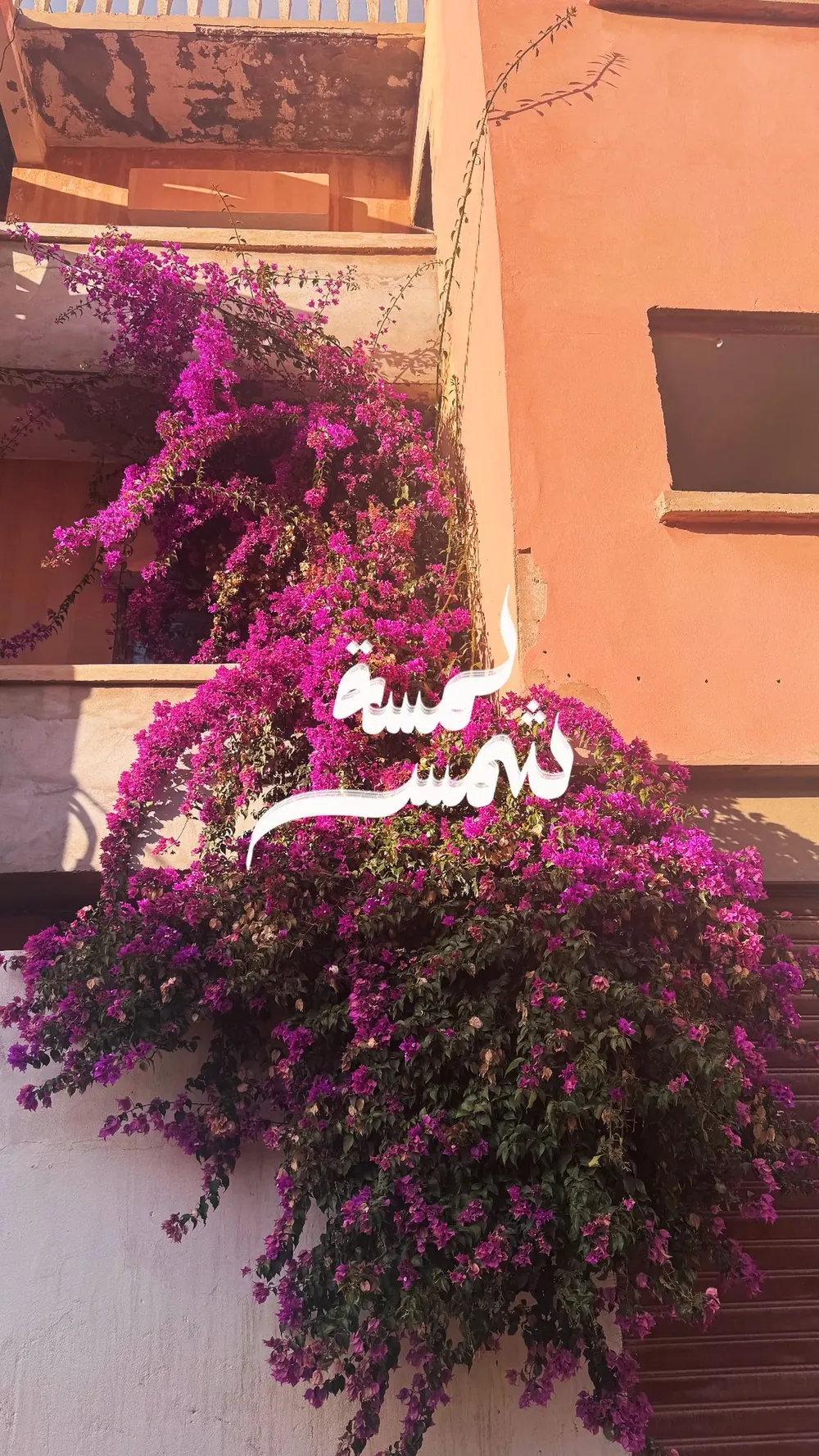 Un bougainvillier fuchsia débordant d'un mur ocre